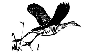 King rail bird in flight outline vector illustration